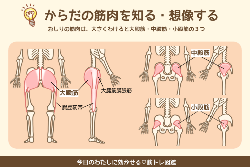 おしりの筋肉を知る・想像する|大殿筋・中殿筋・小殿筋