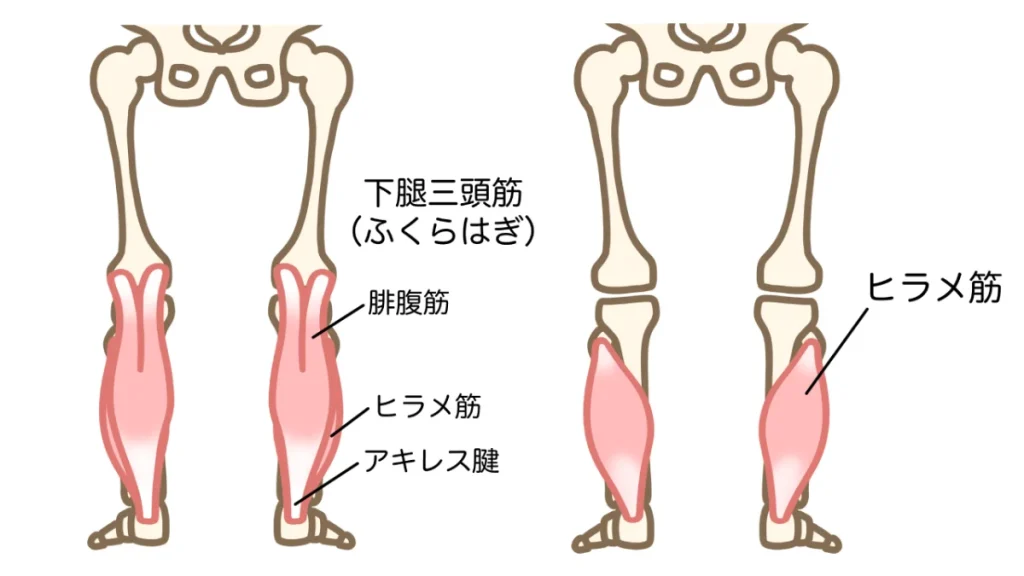 下腿三頭筋